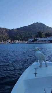 #greecefornomads #digitalnomadsgreece #digitalnomads #greecestagram #greece #greekislands #dodecanese #kastellorizo #doglover #dogsofinstagram